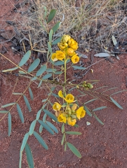 Senna pleurocarpa