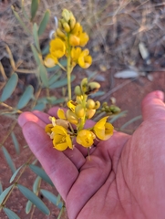 Senna pleurocarpa, photograph maxark, CC BY, iNaturalist via GBIF
