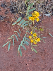 Senna pleurocarpa, photograph maxark, CC BY, iNaturalist via GBIF