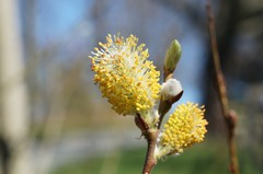 Salix × reichardtii