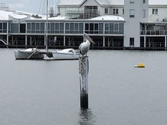 Pelecanus conspicillatus