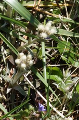Antennaria howellii