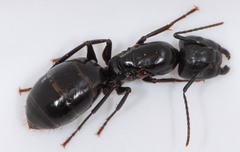 Camponotus laevigatus