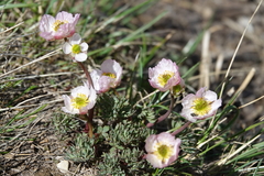 Ranunculus andersonii