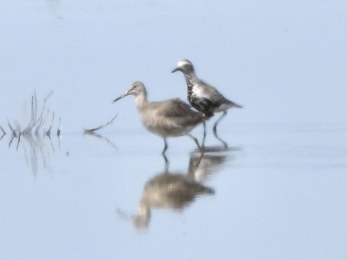 iNaturalist image
