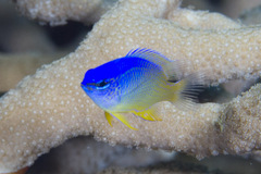 Chrysiptera oxycephala