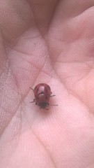 Gonioctena fornicata