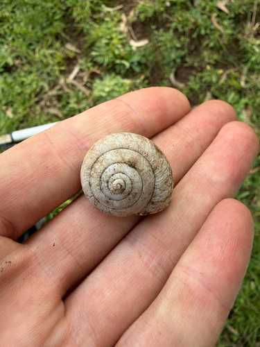 Sauroconcha gulosa observed 2026-07-22