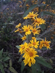 Aldama buddlejiformis