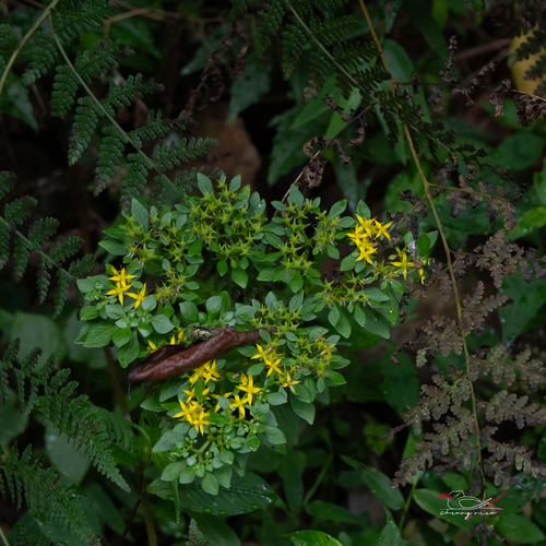 Sedum dongzhiense