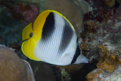Chaetodon ulietensis