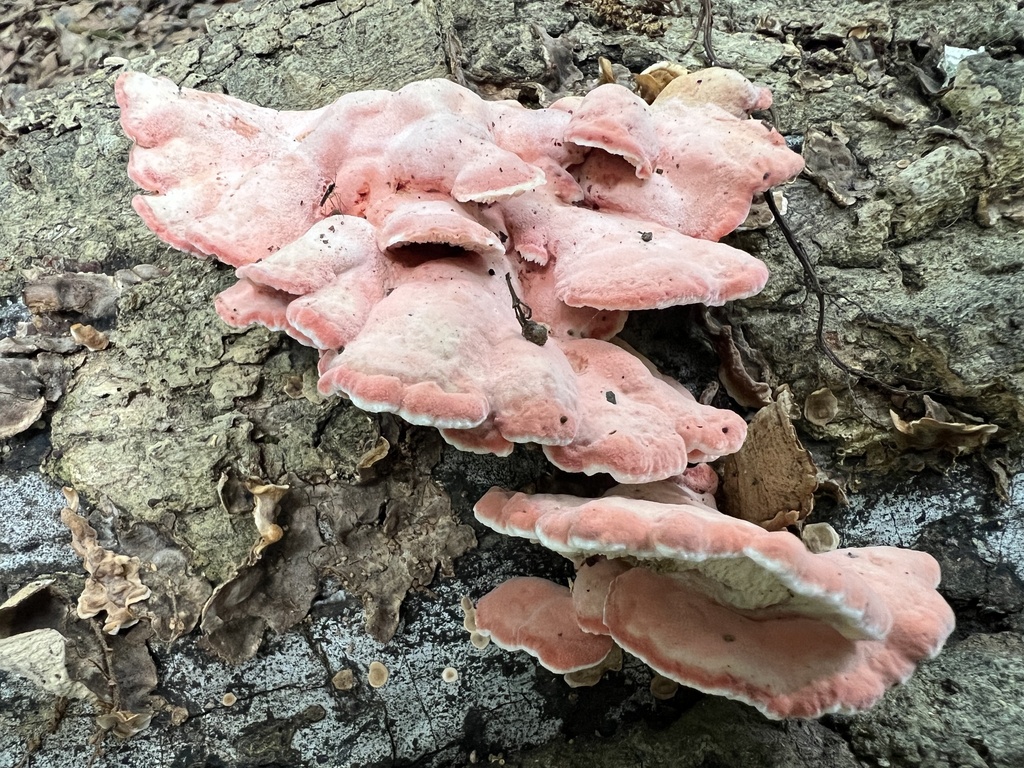 Coral-pink Merulius · July 2026 · photo: Photo: (c) Anne Parker, some rights reserved (CC BY) · iNaturalist