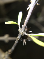 Olearia adenocarpa