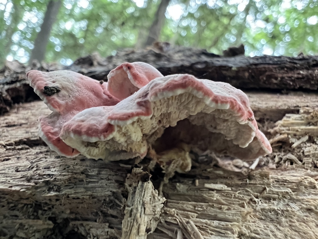Coral-pink Merulius · July 2026 · photo: Photo: (c) Anne Parker, some rights reserved (CC BY) · iNaturalist