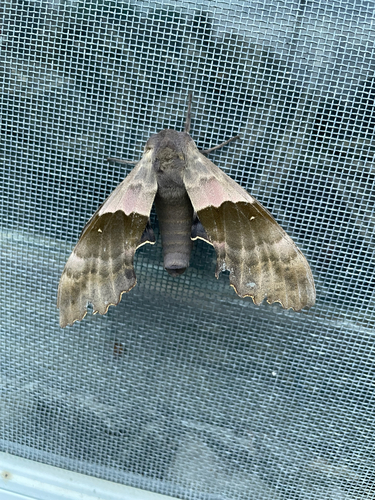 Modest Sphinx