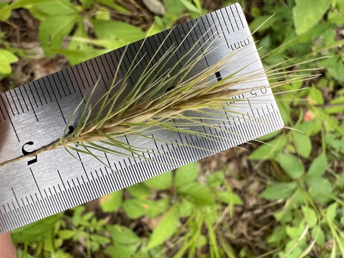 Elymus villosus, photograph 4