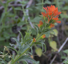 Castilleja wightii