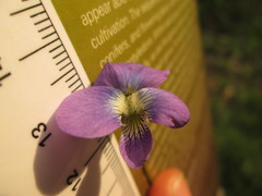 Viola communis