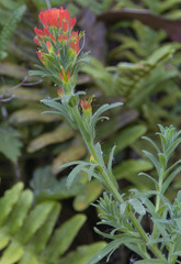Castilleja wightii