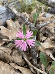 Silene hookeri