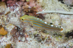 Koumansetta rainfordi