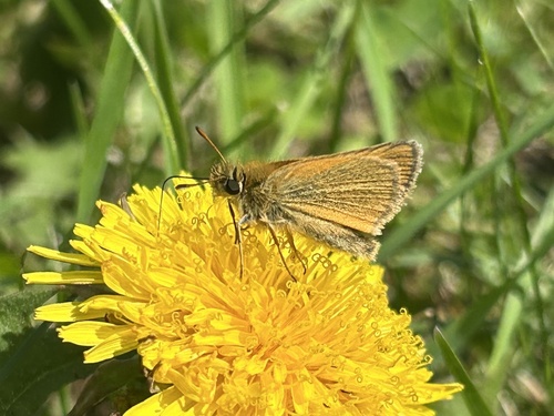 Essex Skipper
