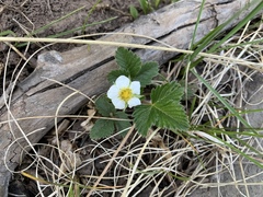 Fragaria vesca bracteata