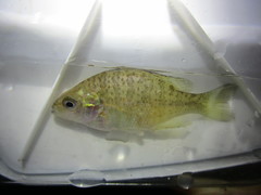 Lepomis gibbosus