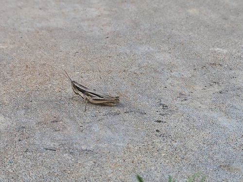 Obscure grasshopper