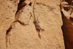 Acanthocercus annectans