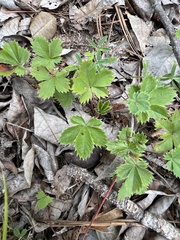 Potentilla canadensis, photograph (c) Anne Parker, some rights reserved (CC BY)