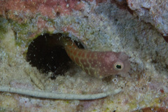 Salarias segmentatus