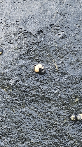 Rough-ribbed Nerite (Nerita scabricosta)