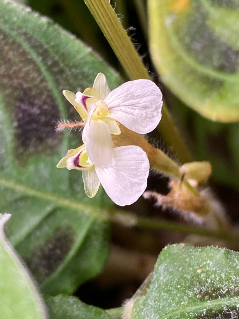 Maranta testudinea