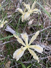 Iris tenax klamathensis