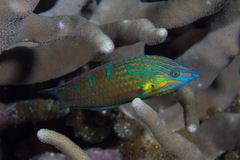 Halichoeres melanurus