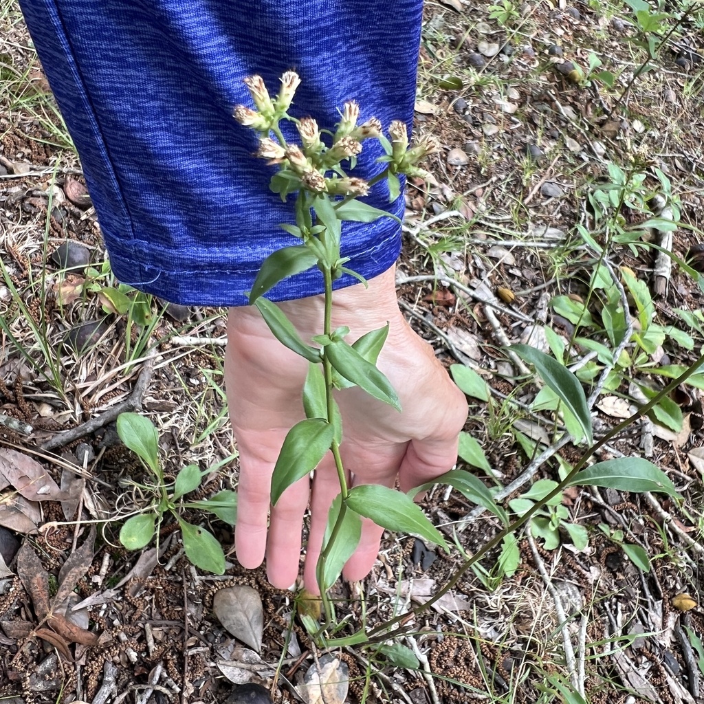 Sericocarpus asteroides; photograph (c) Anne Parker, some rights reserved (CC BY)