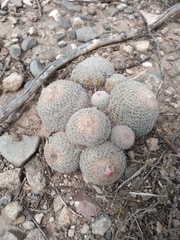Epithelantha greggii