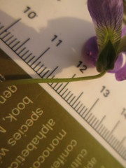 Viola communis
