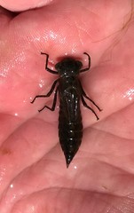 Boyeria vinosa