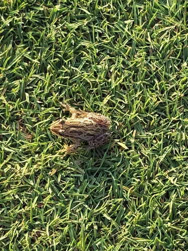 Boreal Chorus Frog