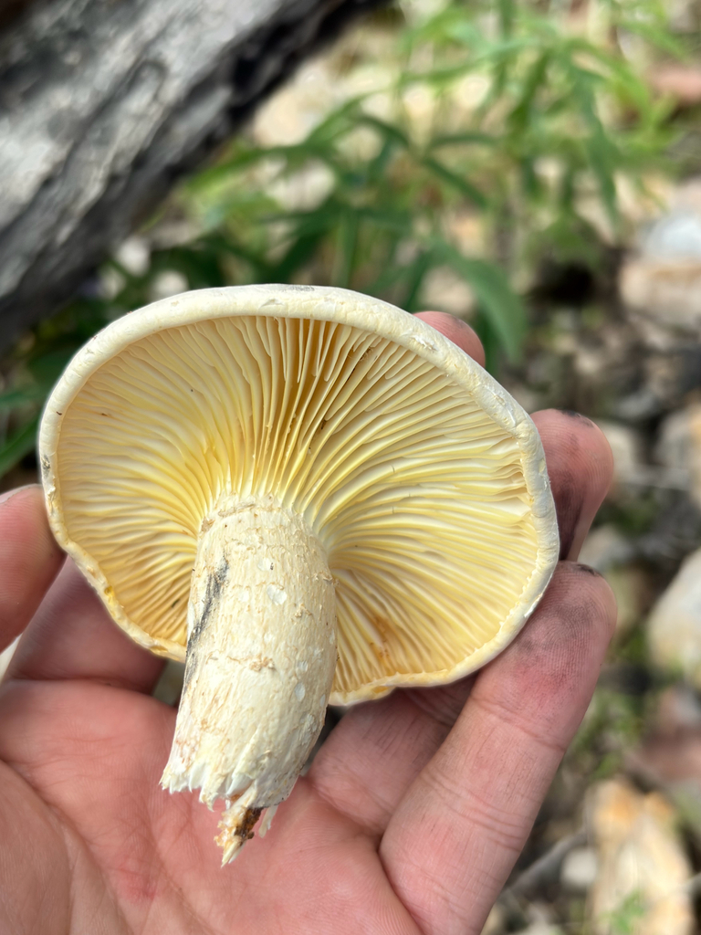 Lynx Paw Oyster · July 2026 · photo: Photo: (c) Ricardo Betancourt Sánchez, some rights reserved (CC BY) · iNaturalist