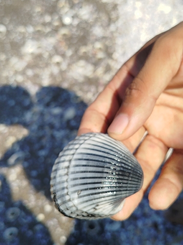 Lagoon Cockle