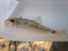 Catostomus commersonii