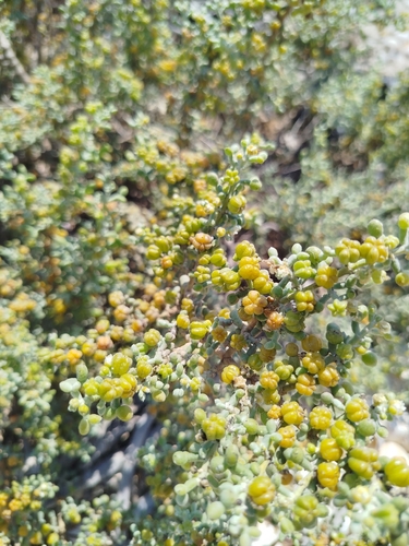 simple-leaved bean caper