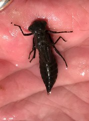 Boyeria vinosa