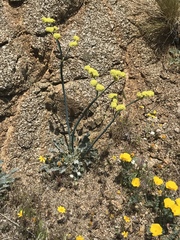 Eriogonum nudum westonii