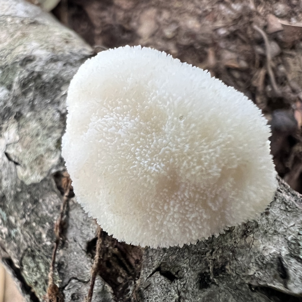 lion's-mane mushroom · July 2026 · photo: Photo: (c) Anne Parker, some rights reserved (CC BY) · iNaturalist