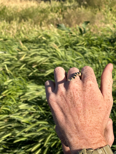 Ground Snake