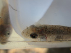 Catostomus commersonii